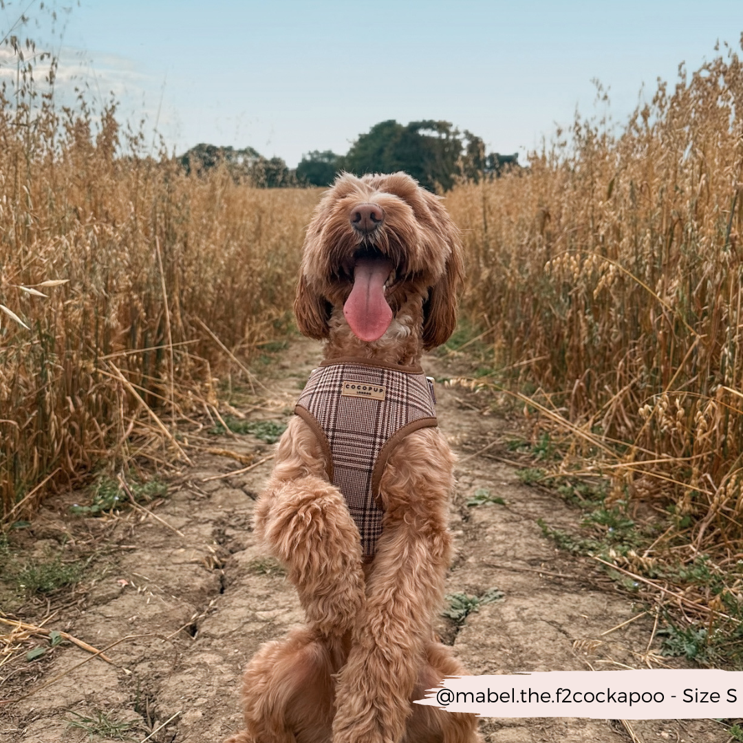 Pup Plaid Adjustable Neck Harness: XS