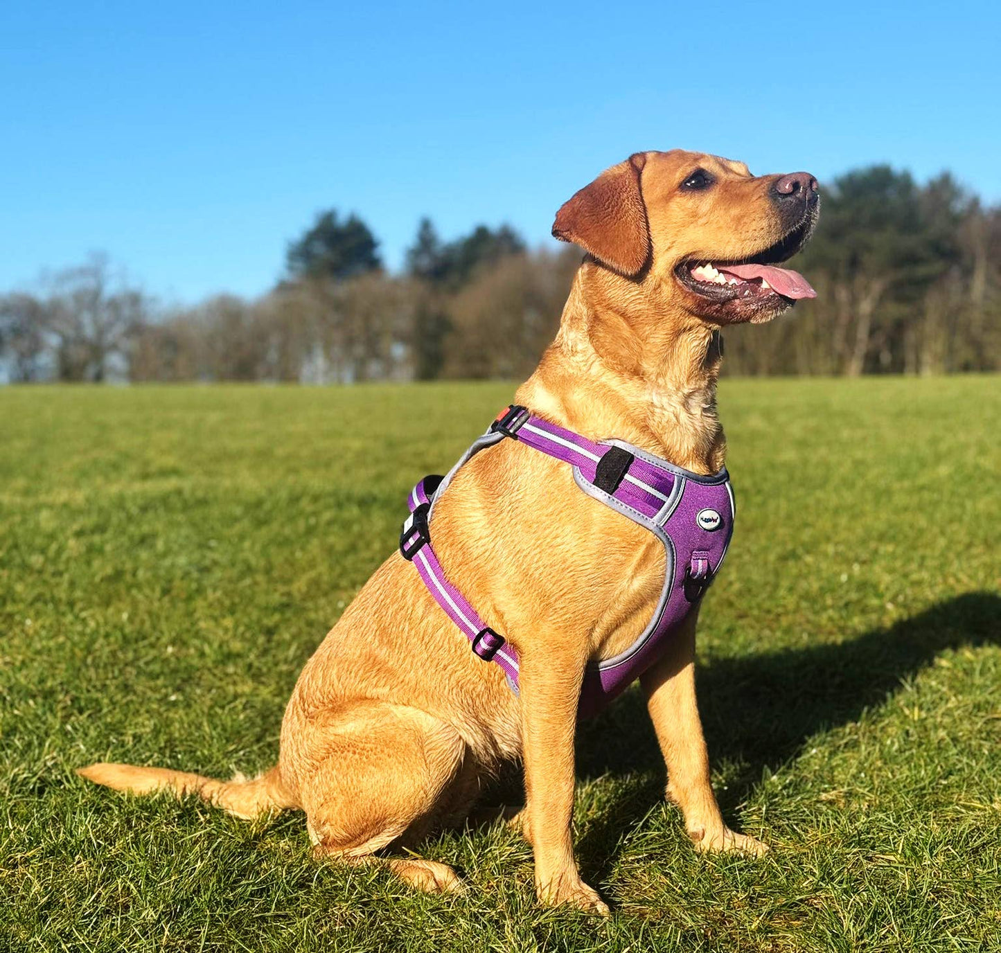 HugglePets Activity and Travel Dog Harness: Red / Large