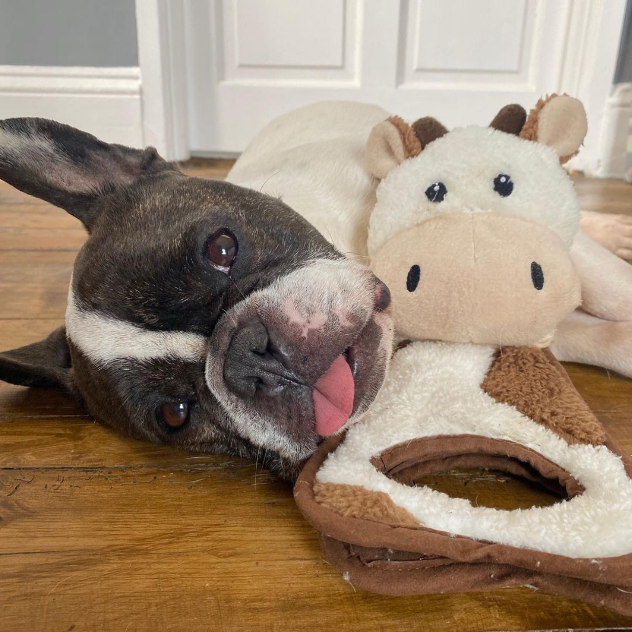WufWuf Cow Squeaky Plush Tug Dog Toy