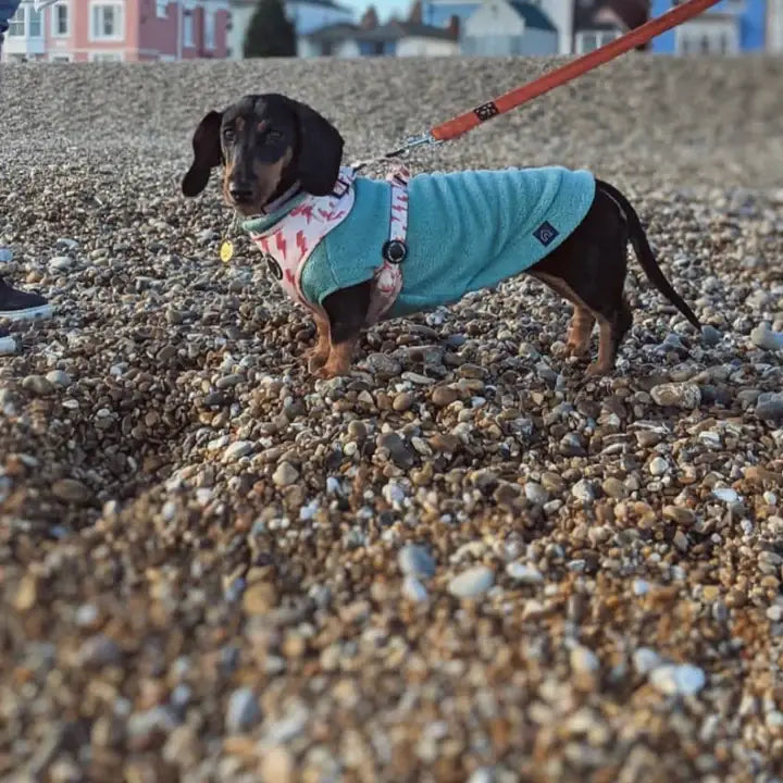 Dachshund Fleece Jumper: Olive / Puppy