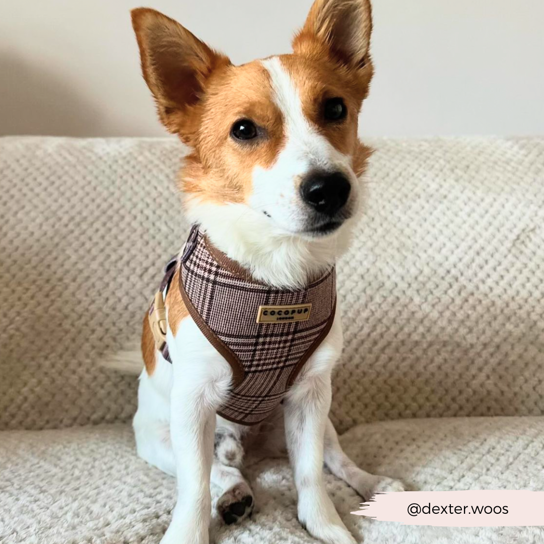 Pup Plaid Adjustable Neck Harness: XS