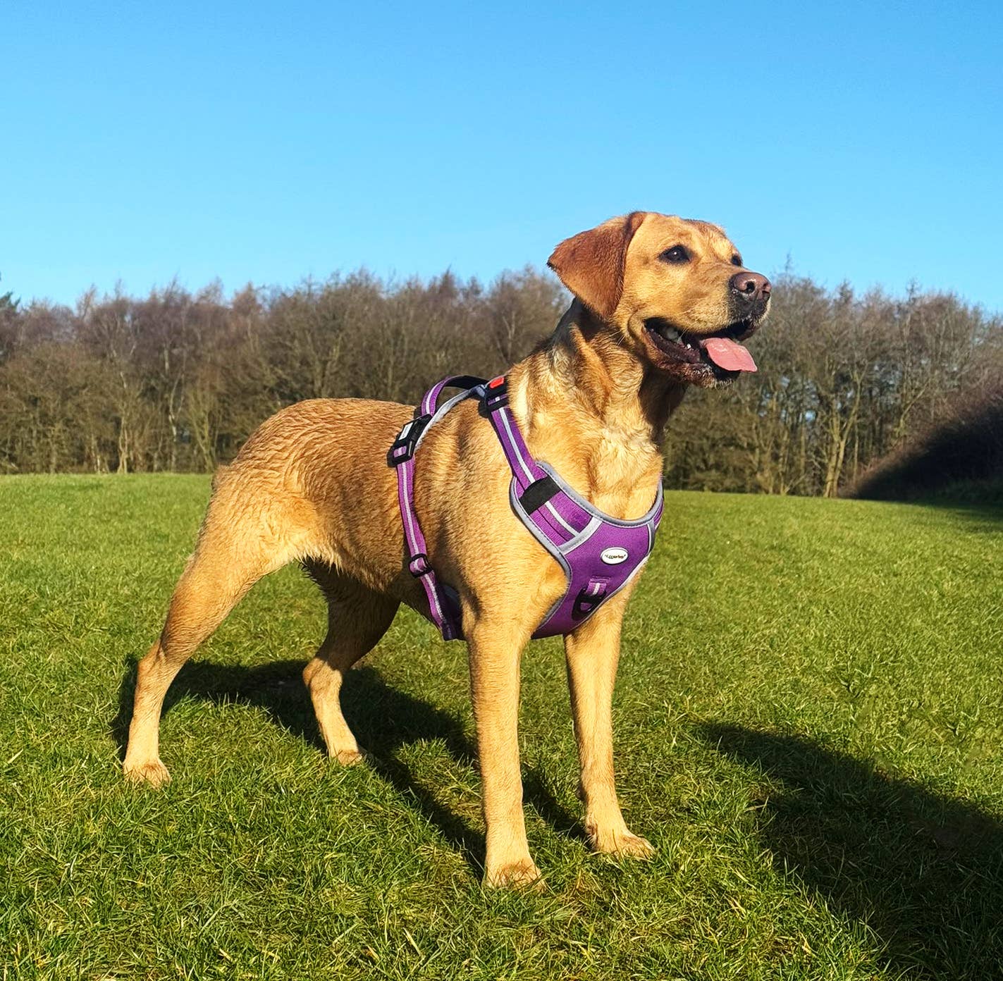 HugglePets Activity and Travel Dog Harness: Red / Large