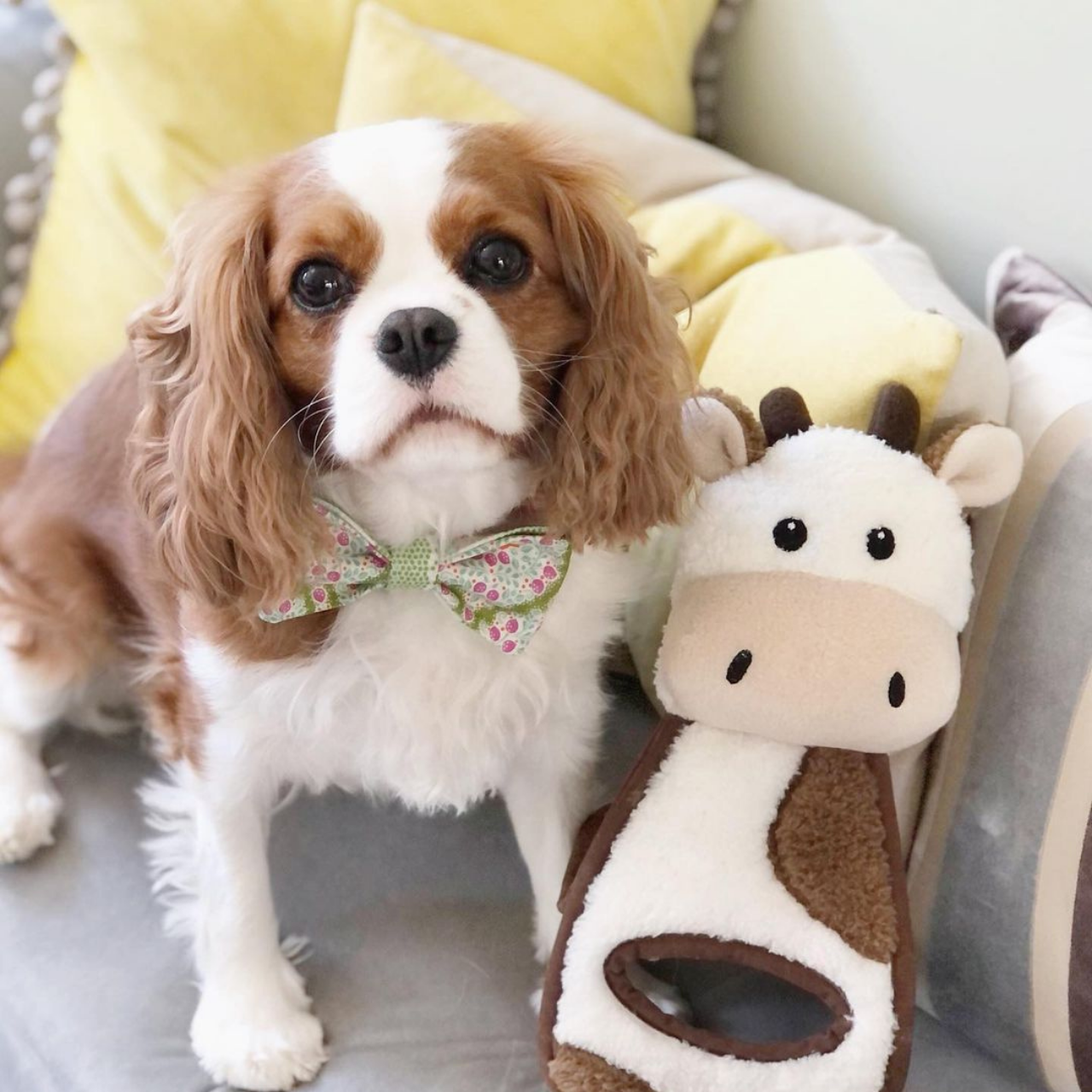 WufWuf Cow Squeaky Plush Tug Dog Toy