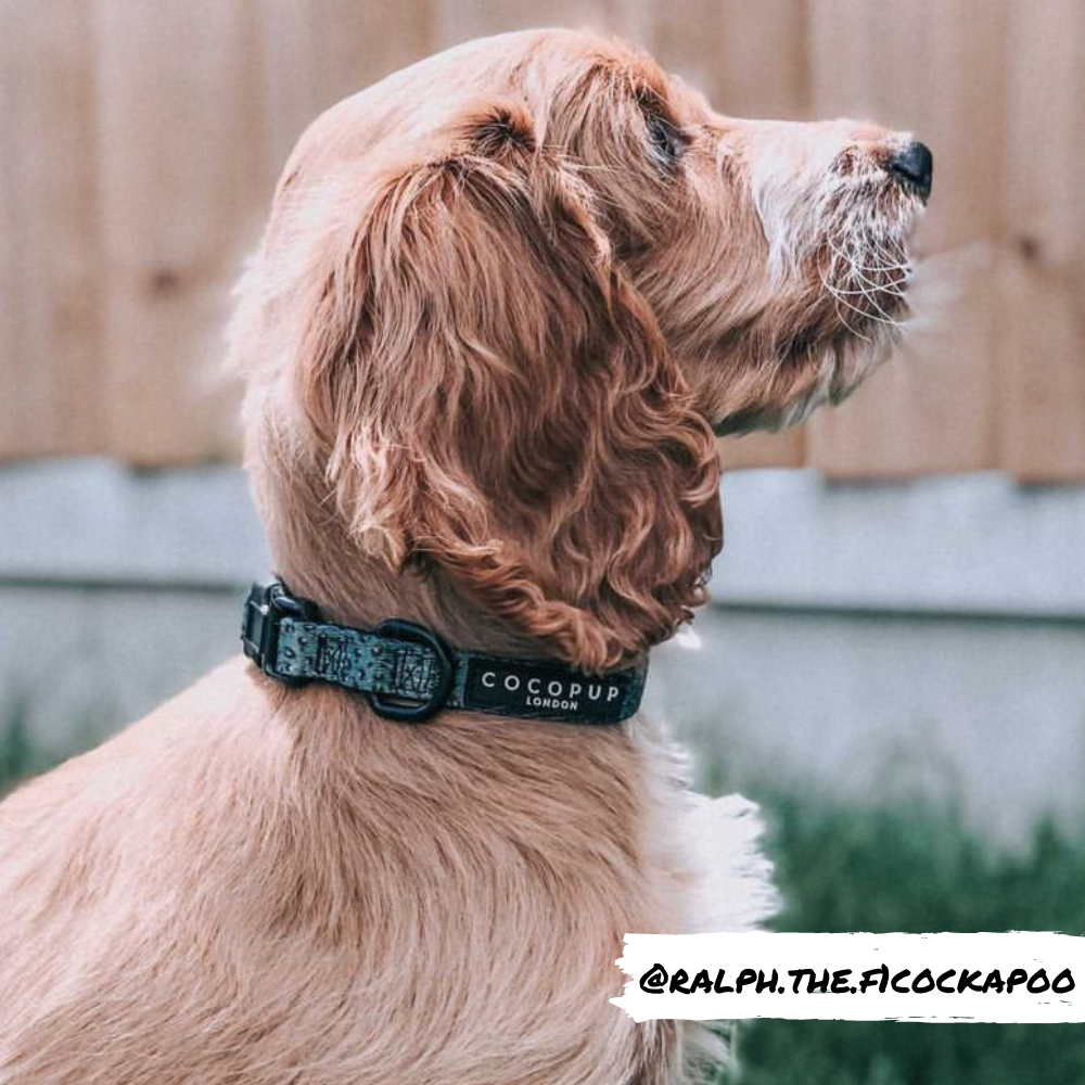 Khaki Leopard Collar: XS (Puppy)