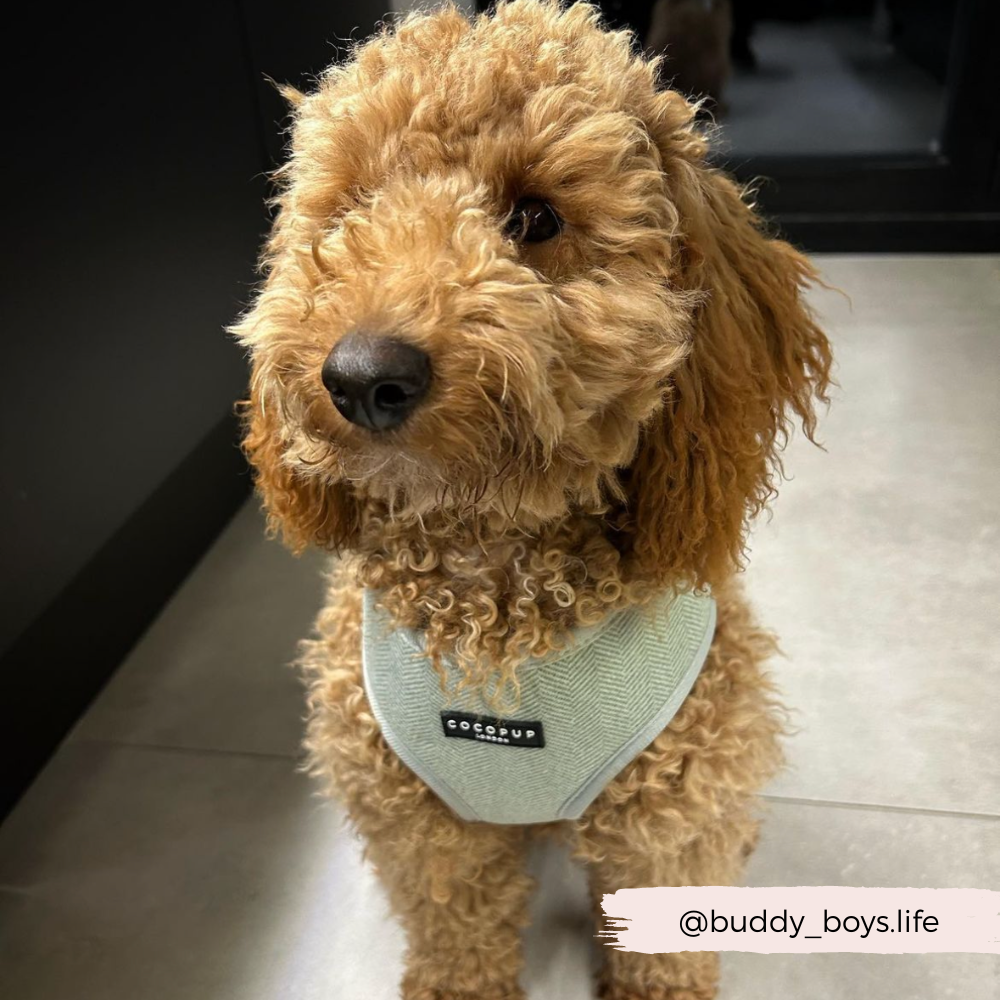 Sage Tweed Adjustable Neck Harness: XXS