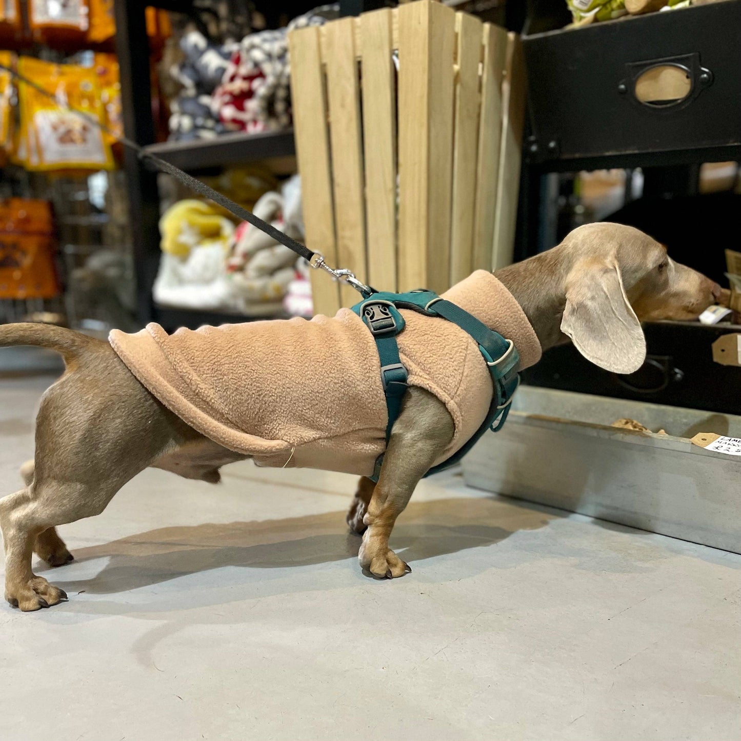 Dachshund Fleece Jumper: Olive / Puppy