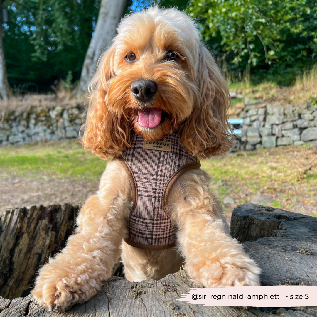 Pup Plaid Adjustable Neck Harness: XS