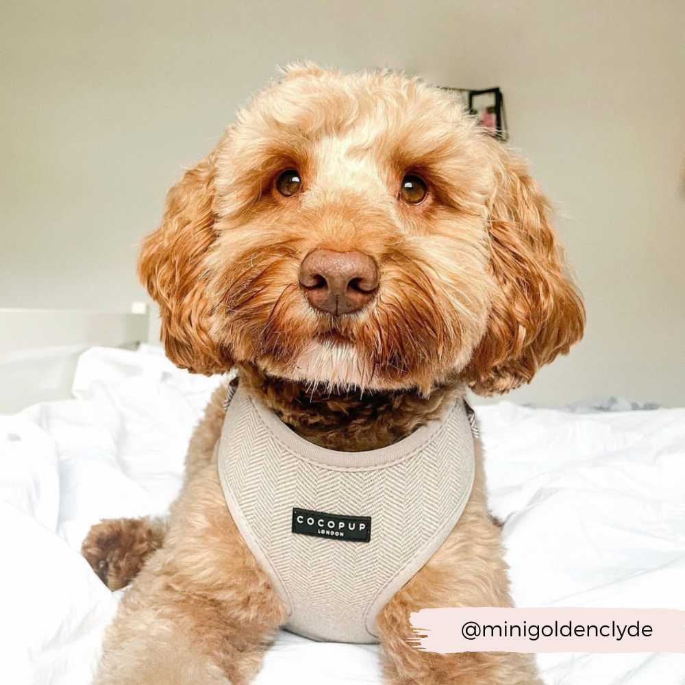 Brown Tweed Adjustable Neck Harness: L