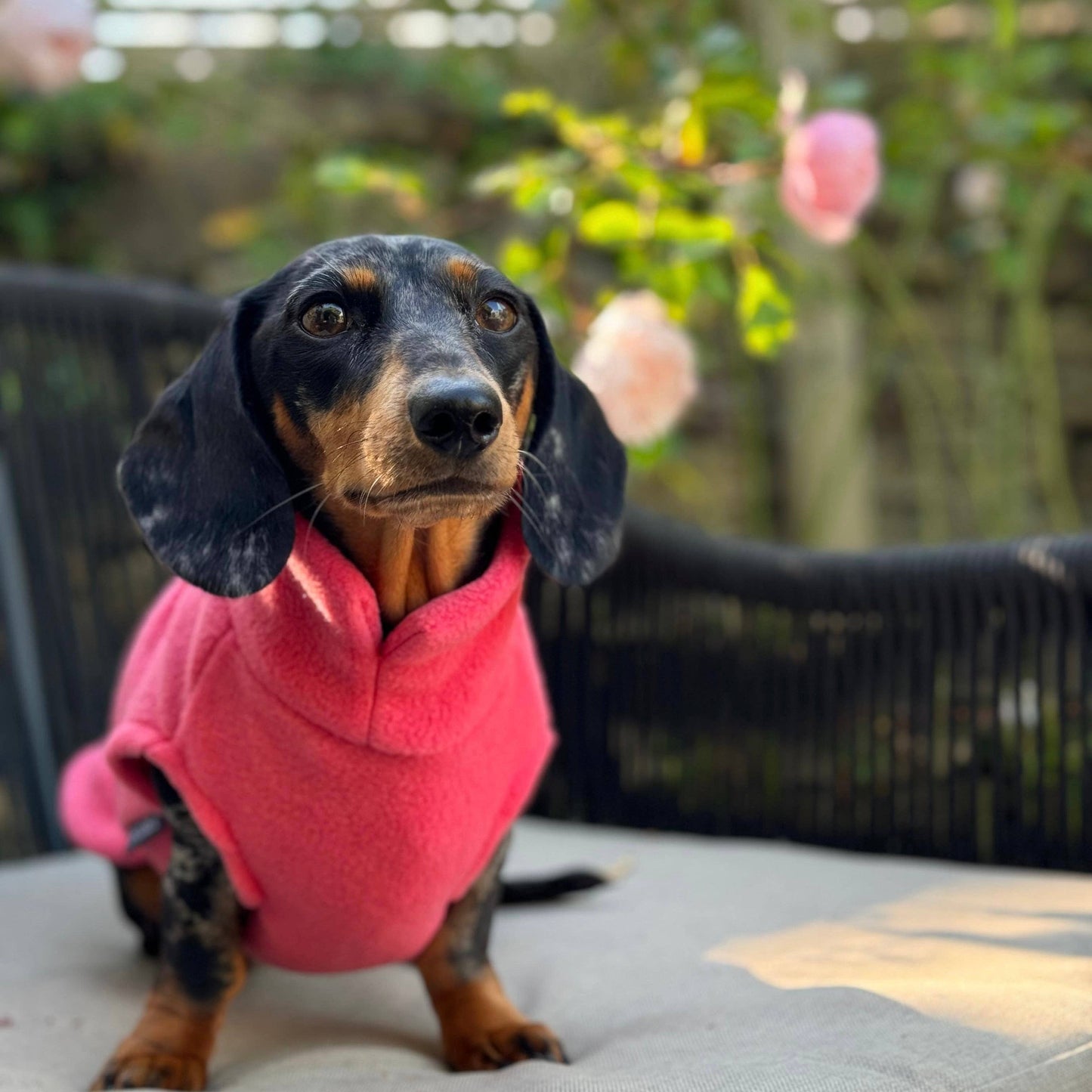 Dachshund Fleece Jumper: Olive / Puppy