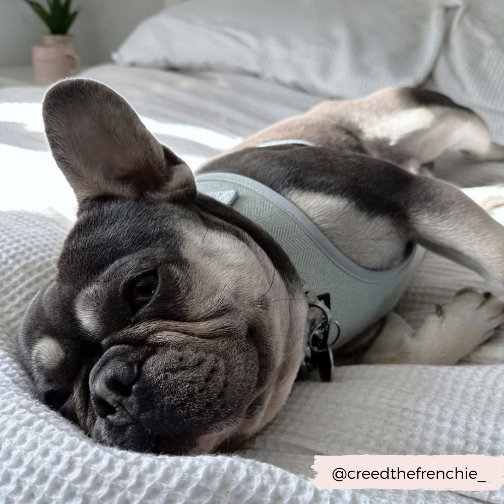 Sage Tweed Adjustable Neck Harness: XXS