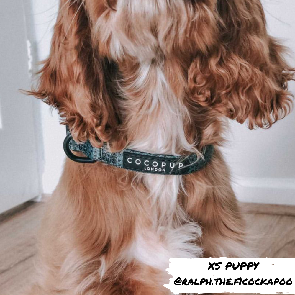 Khaki Leopard Collar: XS (Puppy)