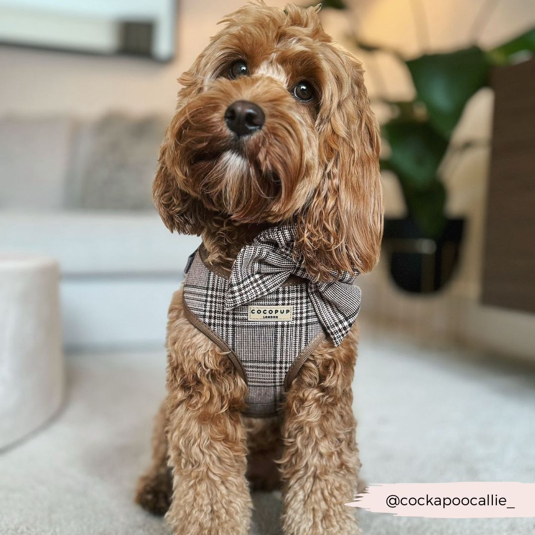 Pup Plaid Adjustable Neck Harness: XS