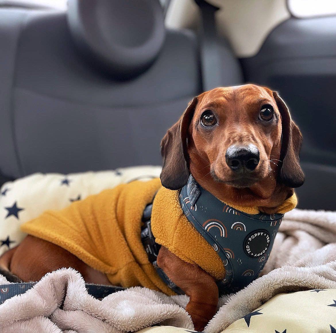 Dachshund Fleece Jumper: Olive / Puppy