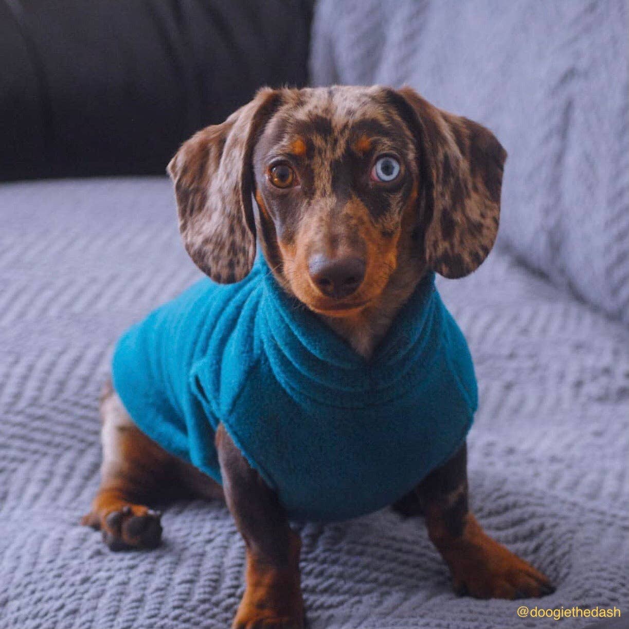 Dachshund Fleece Jumper: Olive / Puppy
