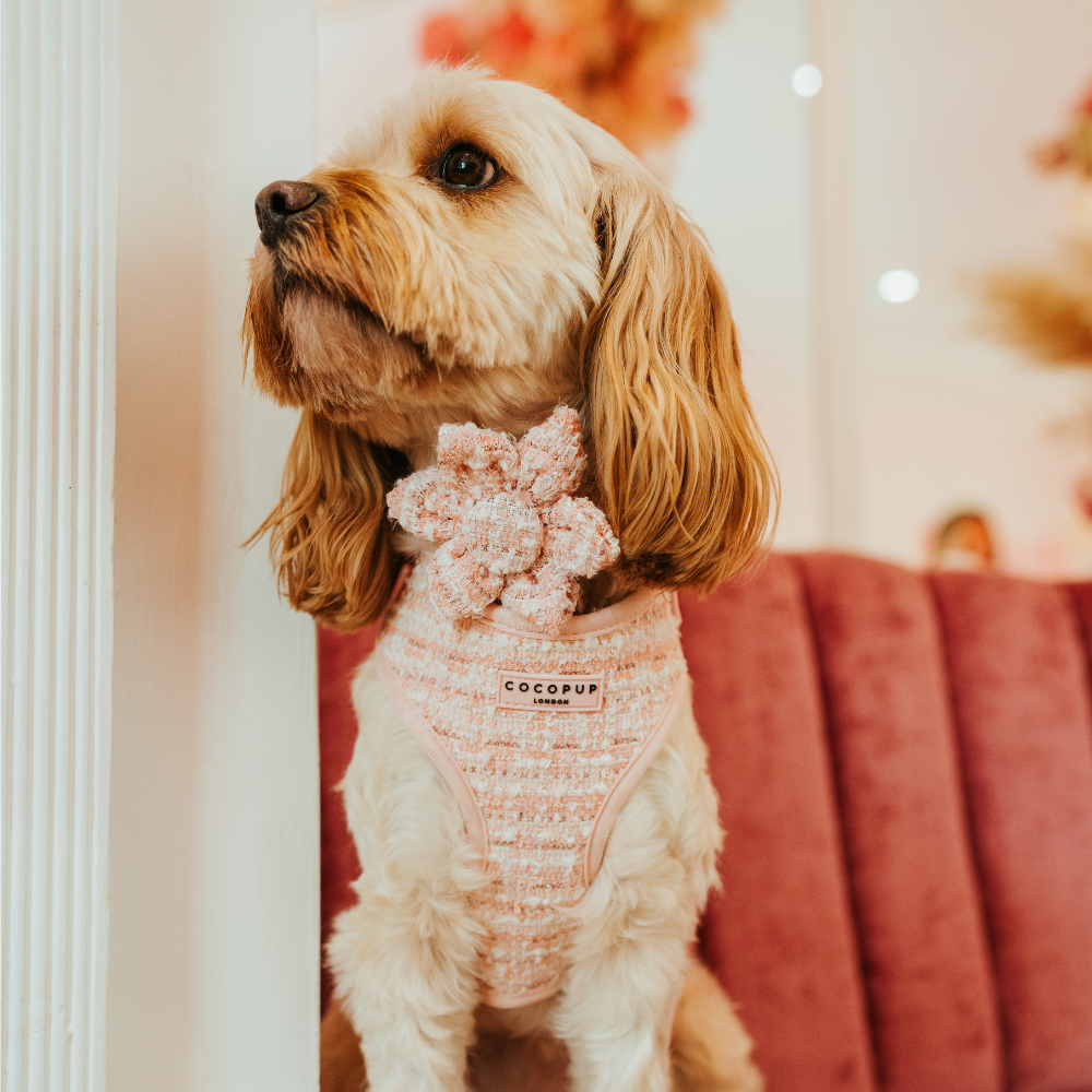 Pink Textured Tweed Adjustable Neck Harness: S