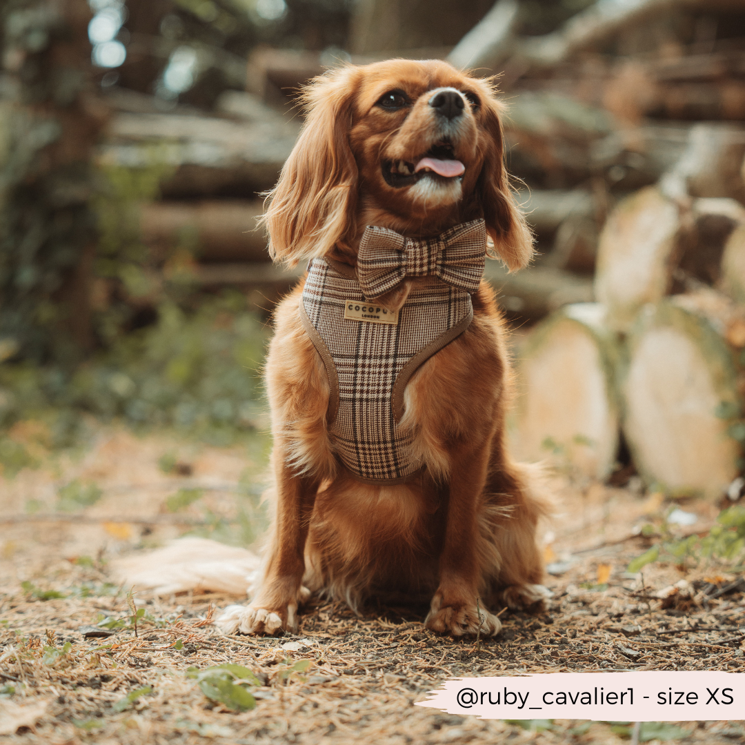 Pup Plaid Adjustable Neck Harness: XS