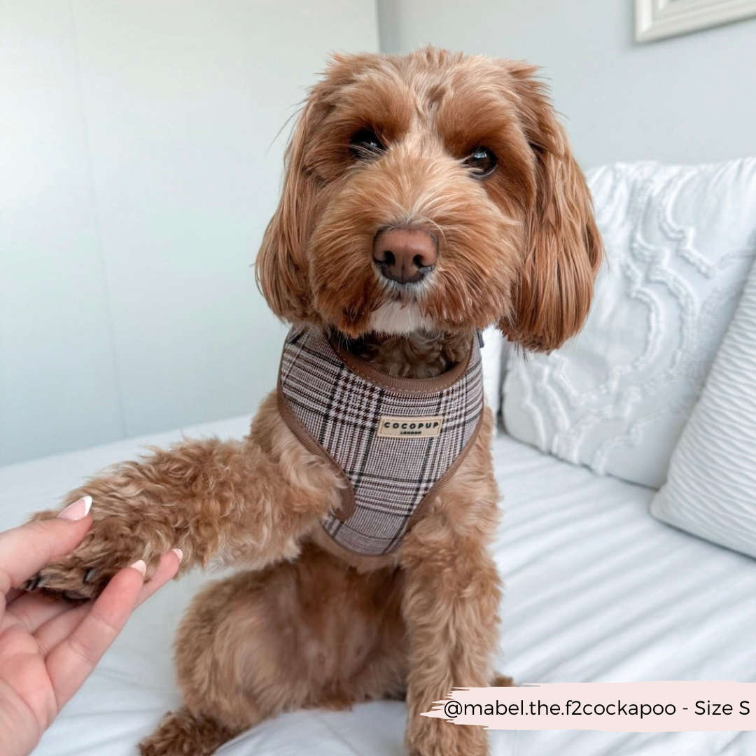 Pup Plaid Adjustable Neck Harness: XS