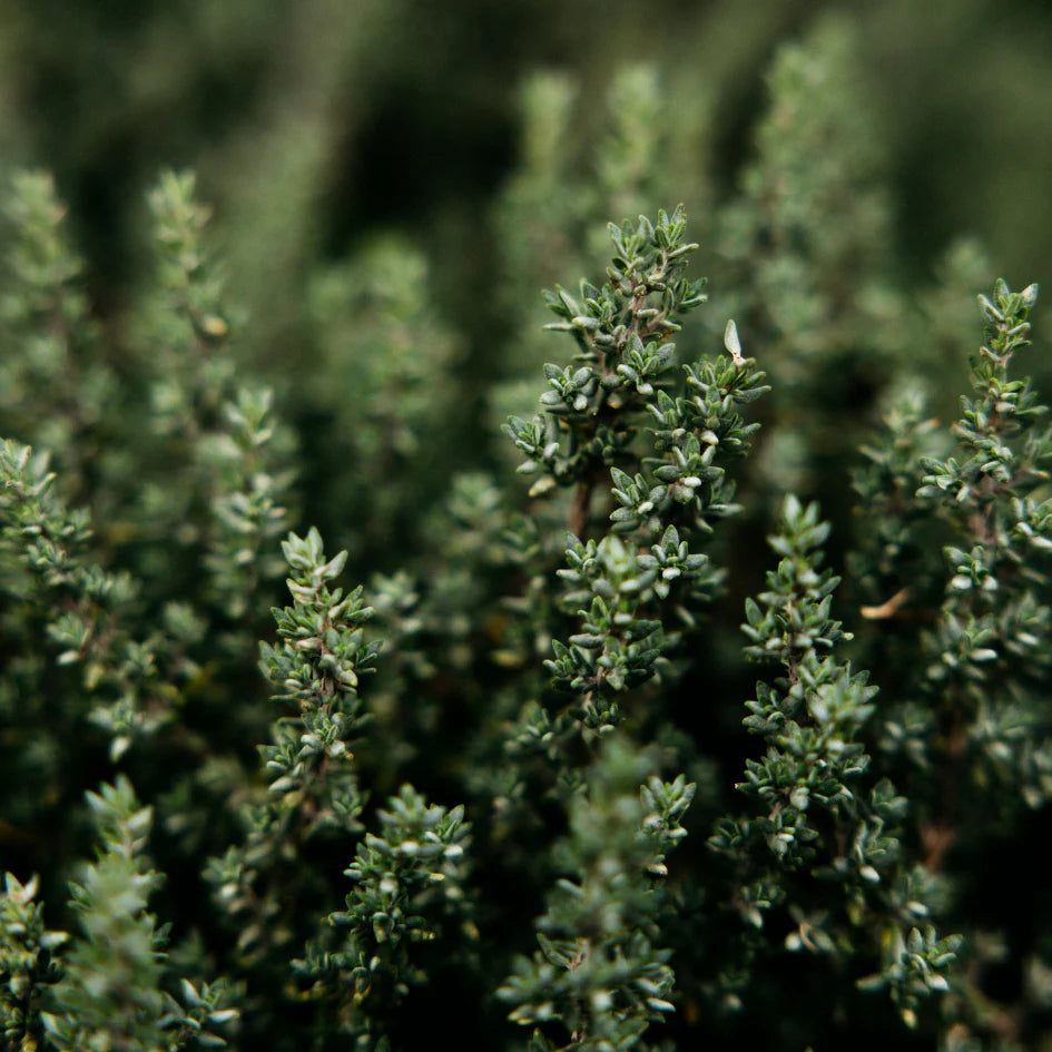 Thyme & Mint Diffuser
