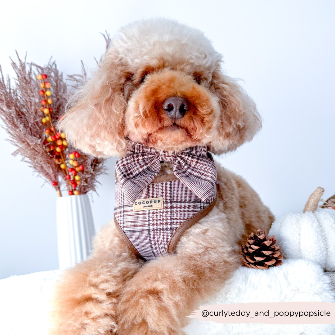 Pup Plaid Adjustable Neck Harness: XS