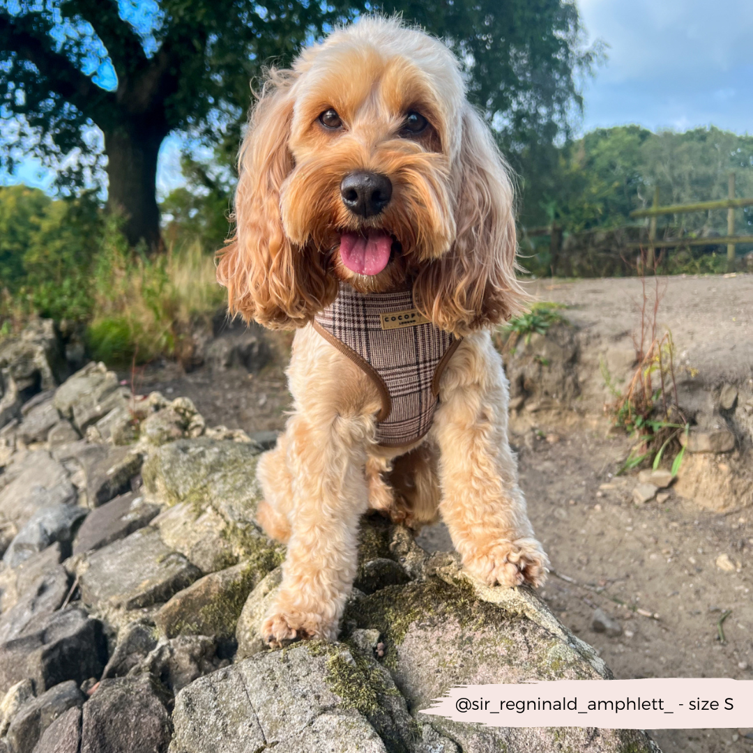 Pup Plaid Adjustable Neck Harness: XS