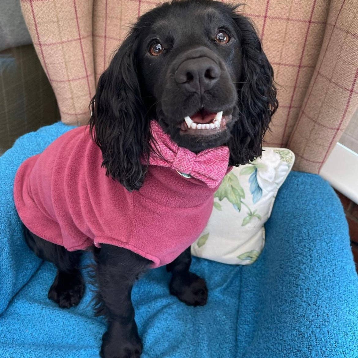 Medium Breed Dog Fleece Jumper: Teal / Medium
