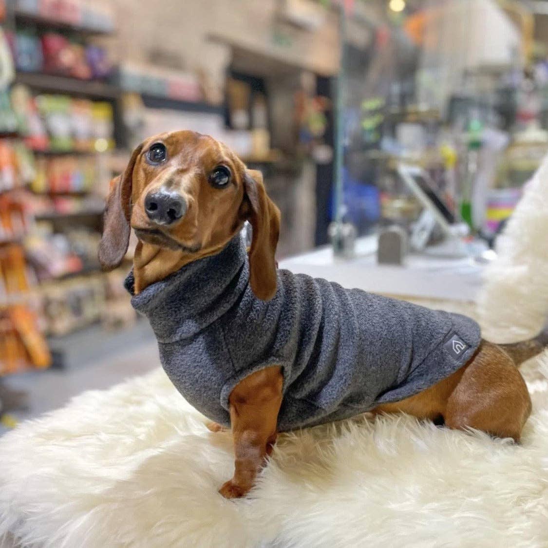 Dachshund Fleece Jumper: Olive / Puppy