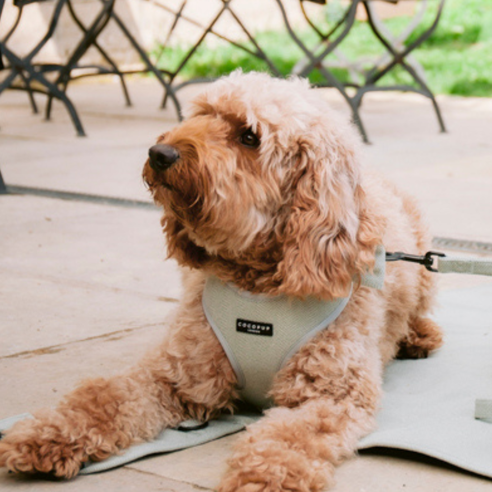 Sage Tweed Adjustable Neck Harness: XXS
