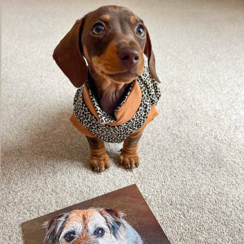 Summer T-Shirts for Dachshunds: Leopard Print / Large