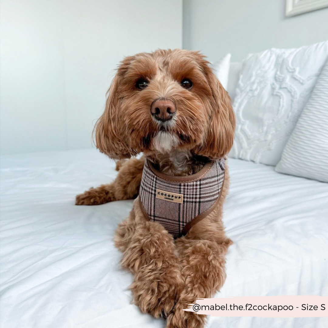 Pup Plaid Adjustable Neck Harness: XS