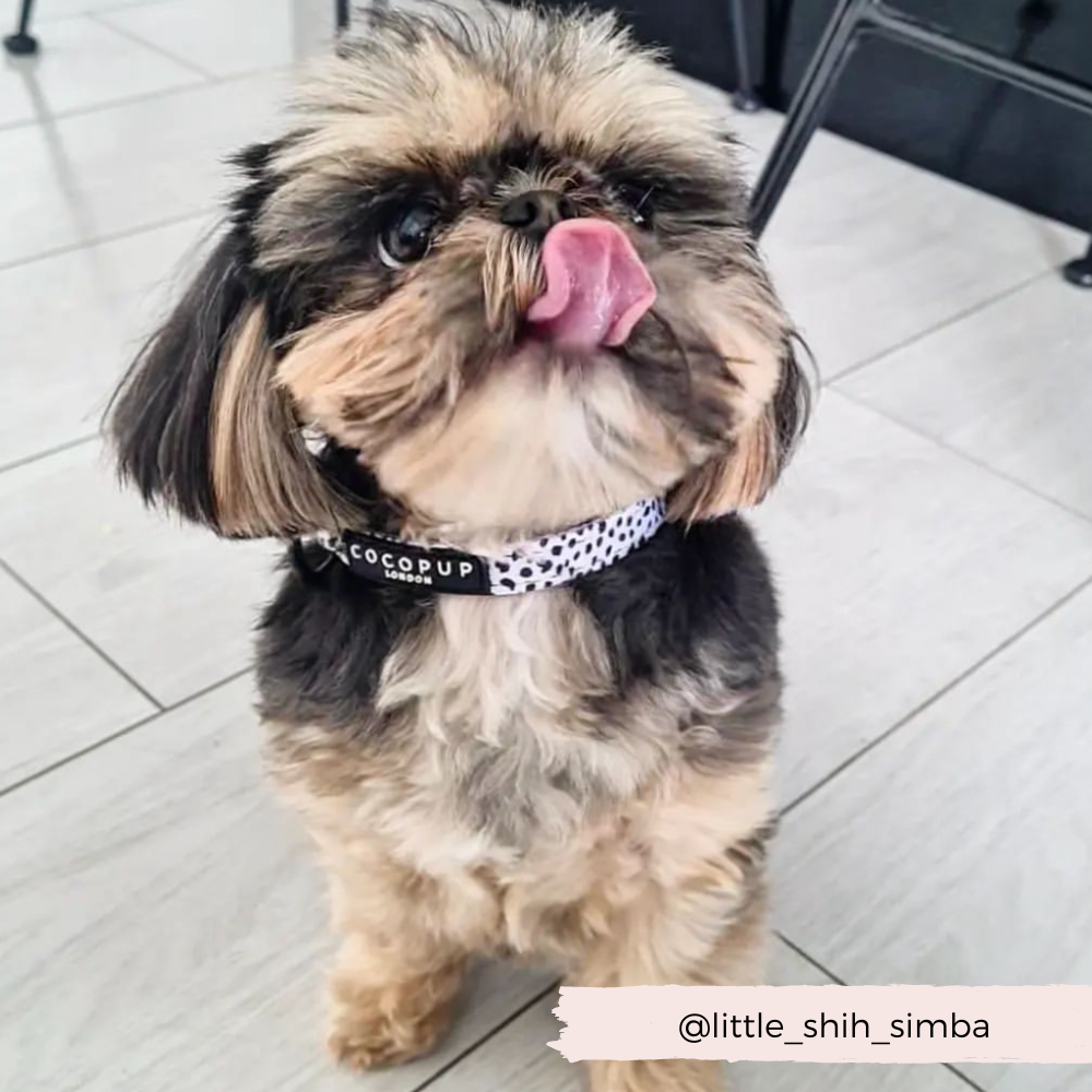 Monochrome Spots Collar: XS (Puppy)