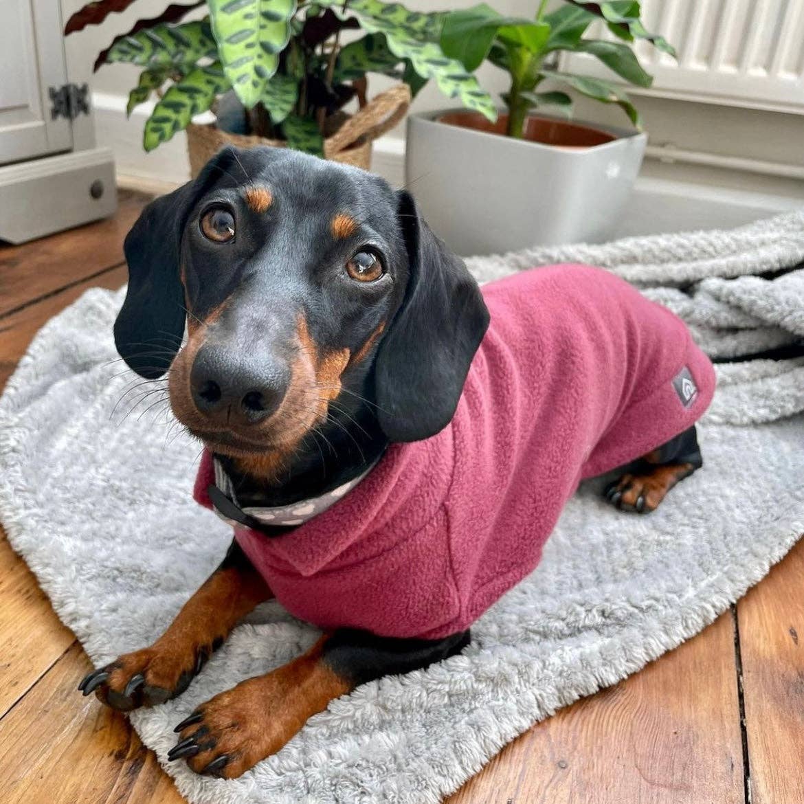 Dachshund Fleece Jumper: Olive / Puppy