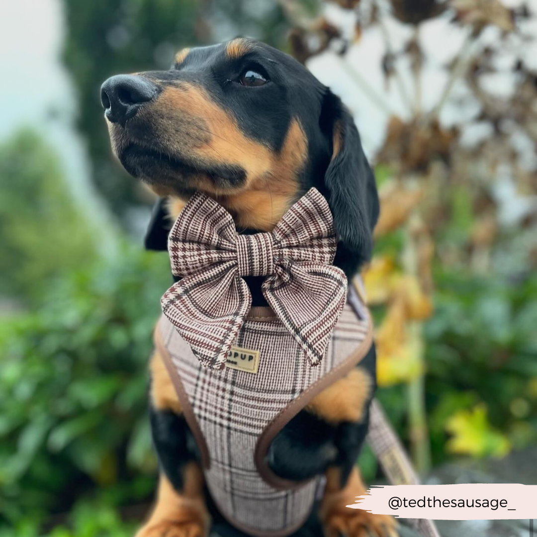 Pup Plaid Adjustable Neck Harness: XS