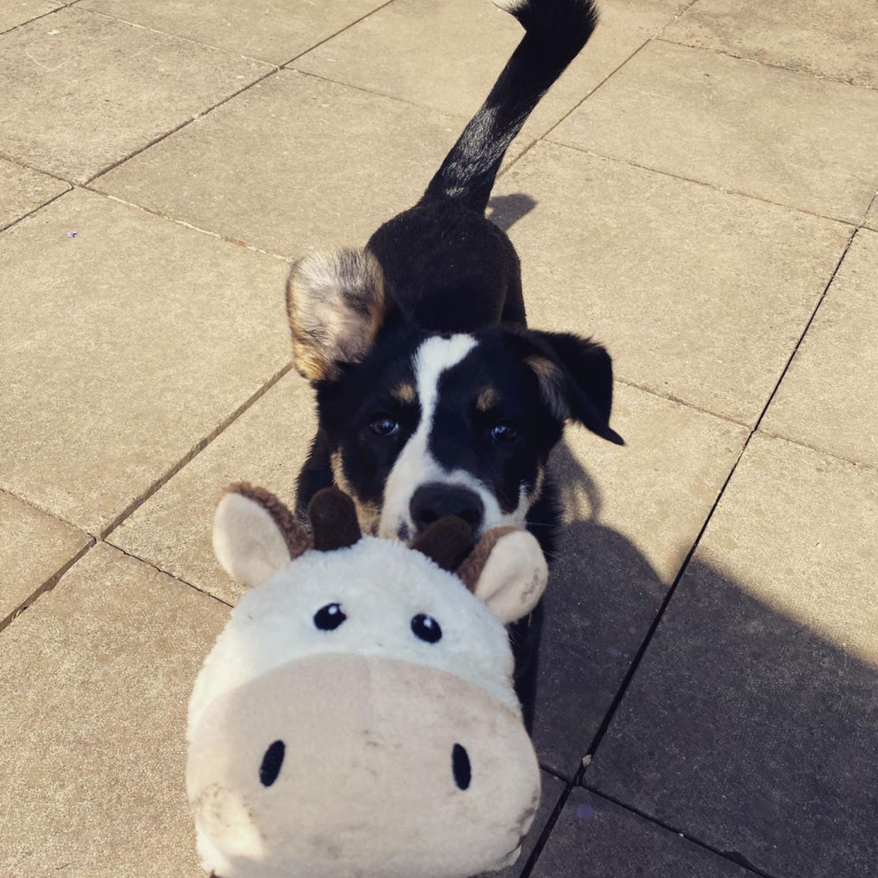 WufWuf Cow Squeaky Plush Tug Dog Toy