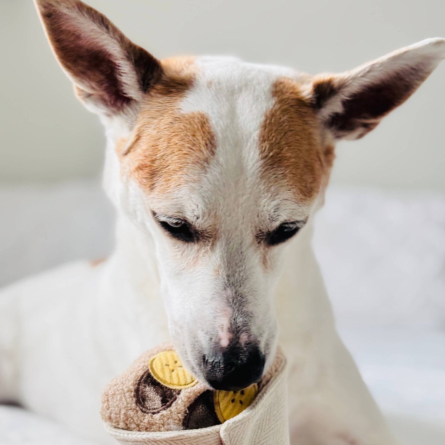 CREPE // ENRICHMENT DOG TOY