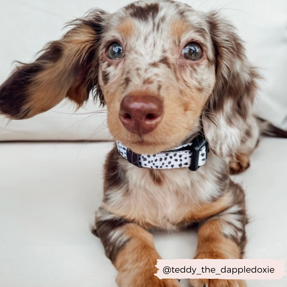 Monochrome Spots Collar: XS (Puppy)