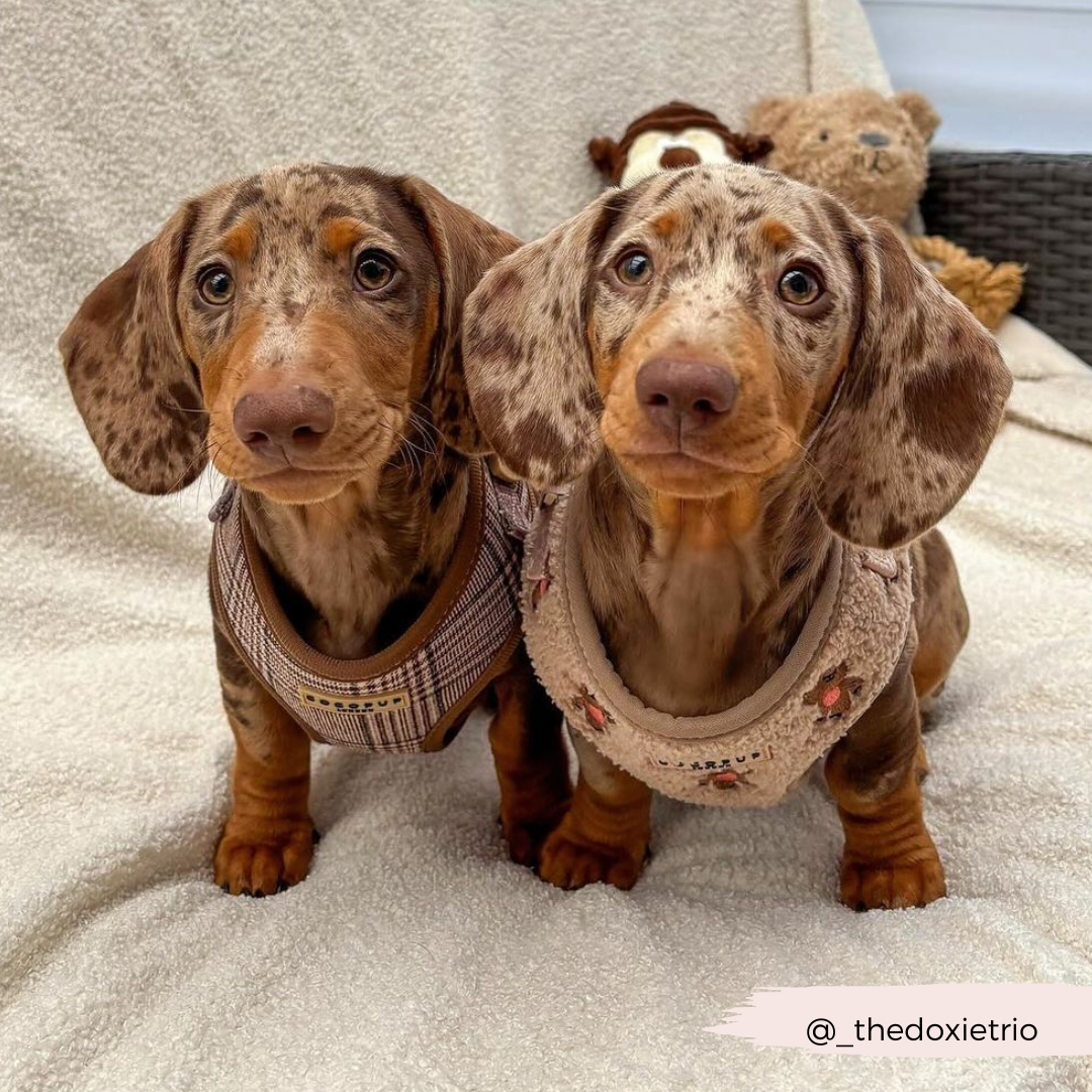 Pup Plaid Adjustable Neck Harness: XS
