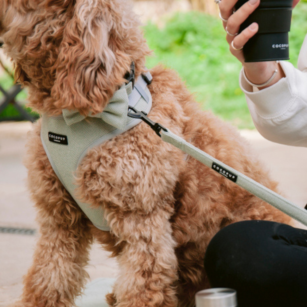 Sage Tweed Adjustable Neck Harness: XXS