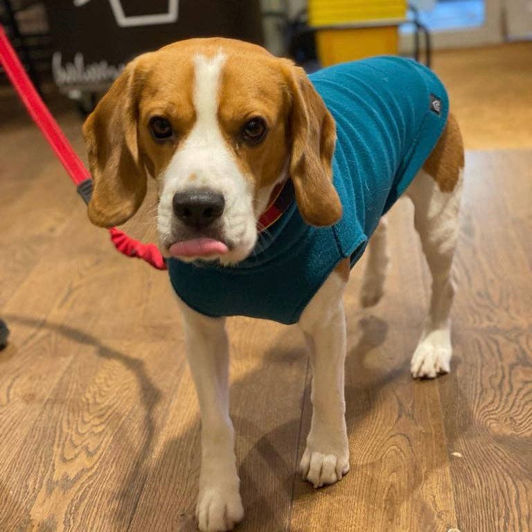 Medium Breed Dog Fleece Jumper: Mustard / Medium