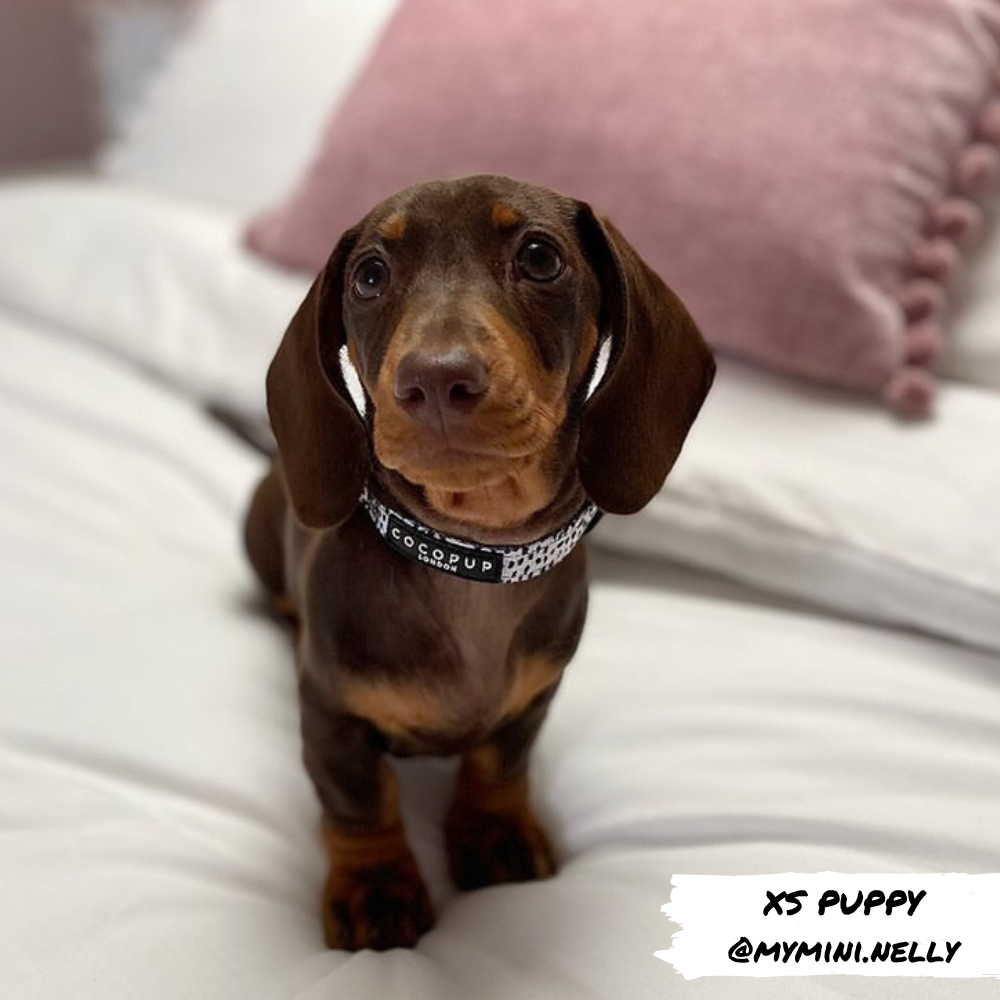 Monochrome Spots Collar: XS (Puppy)