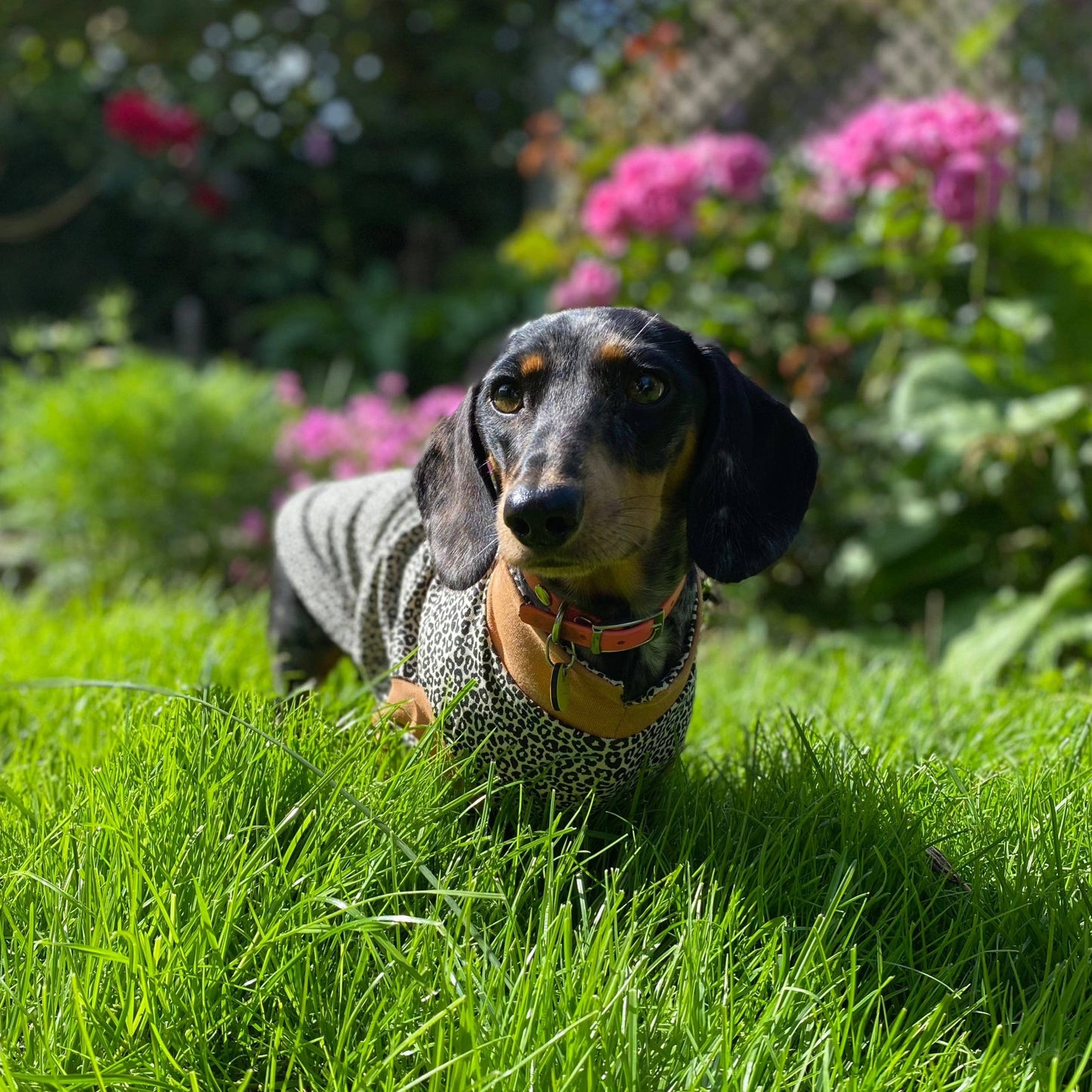 Summer T-Shirts for Dachshunds: Leopard Print / Large