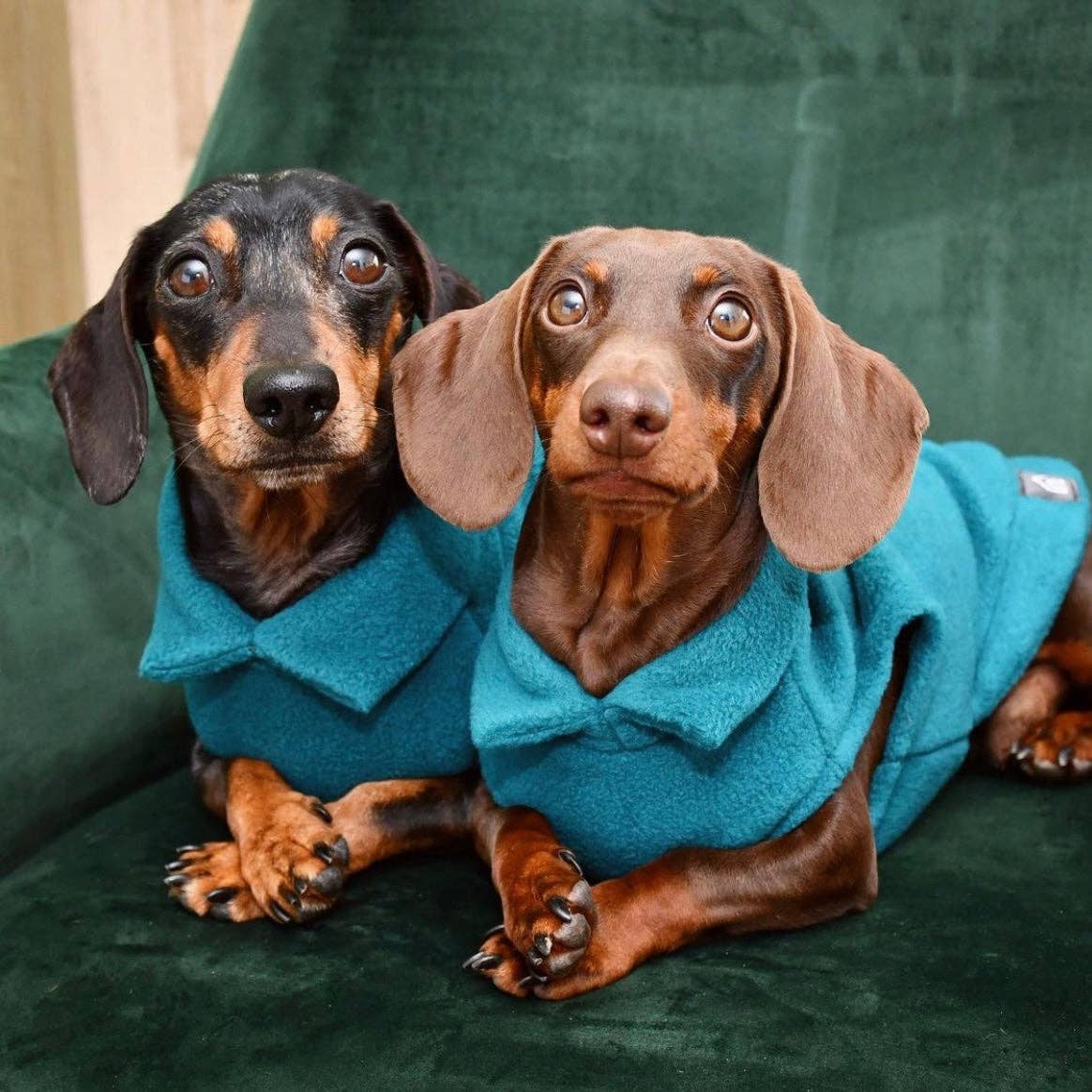 Dachshund Fleece Jumper: Olive / Puppy