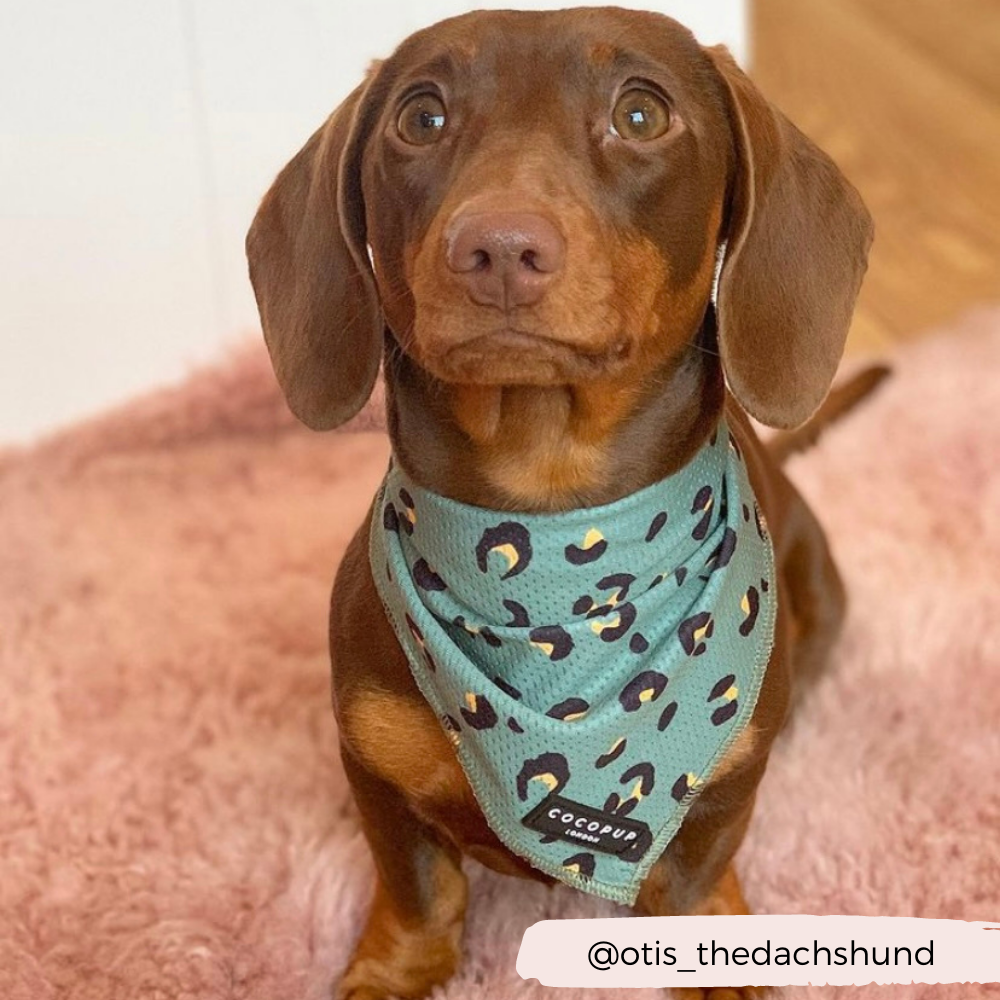 Khaki Leopard Bandana