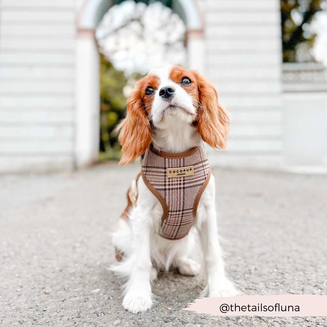 Pup Plaid Adjustable Neck Harness: XS