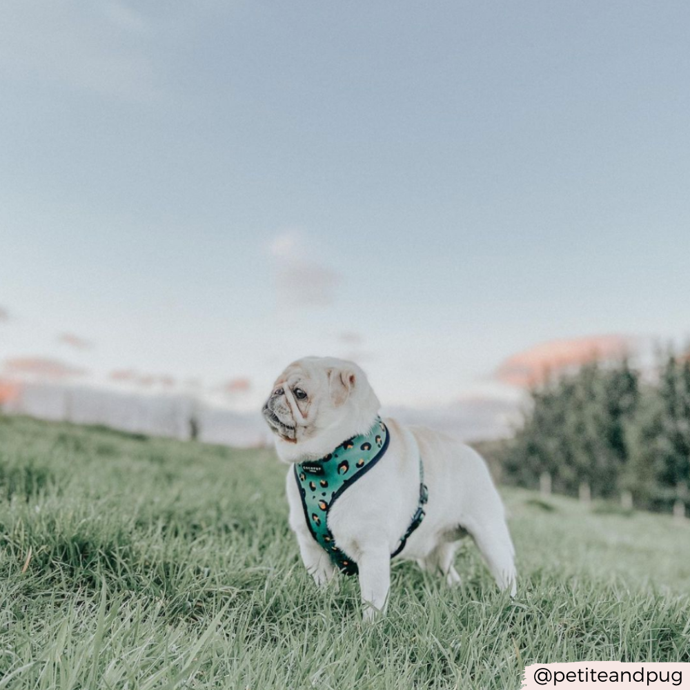 Khaki Leopard Adjustable Neck Harness: XXS