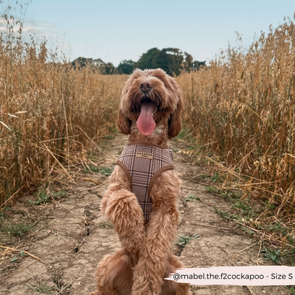 Pup Plaid Adjustable Neck Harness: XS
