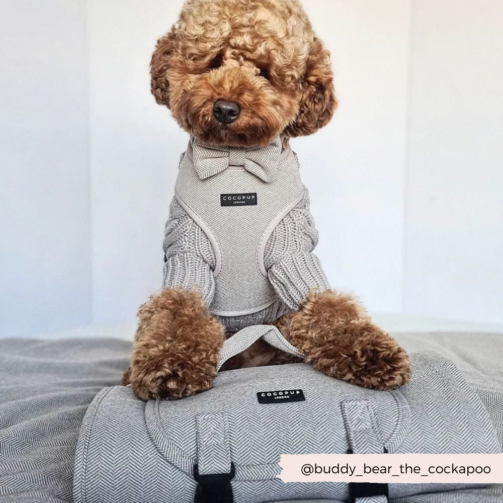 Brown Tweed Adjustable Neck Harness: XXS