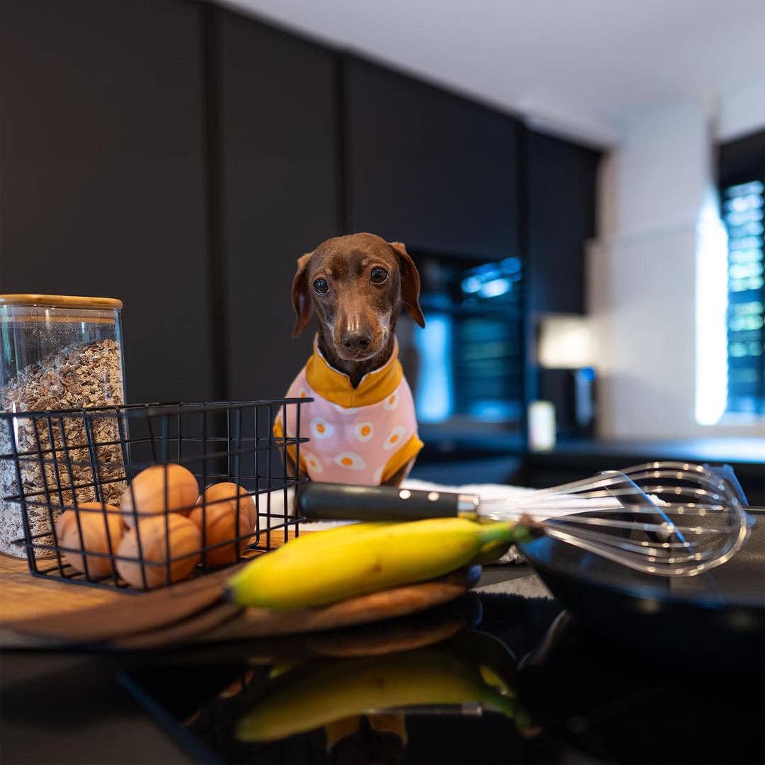 Summer T-Shirts for Dachshunds: Navy Stripes with Yellow / Small