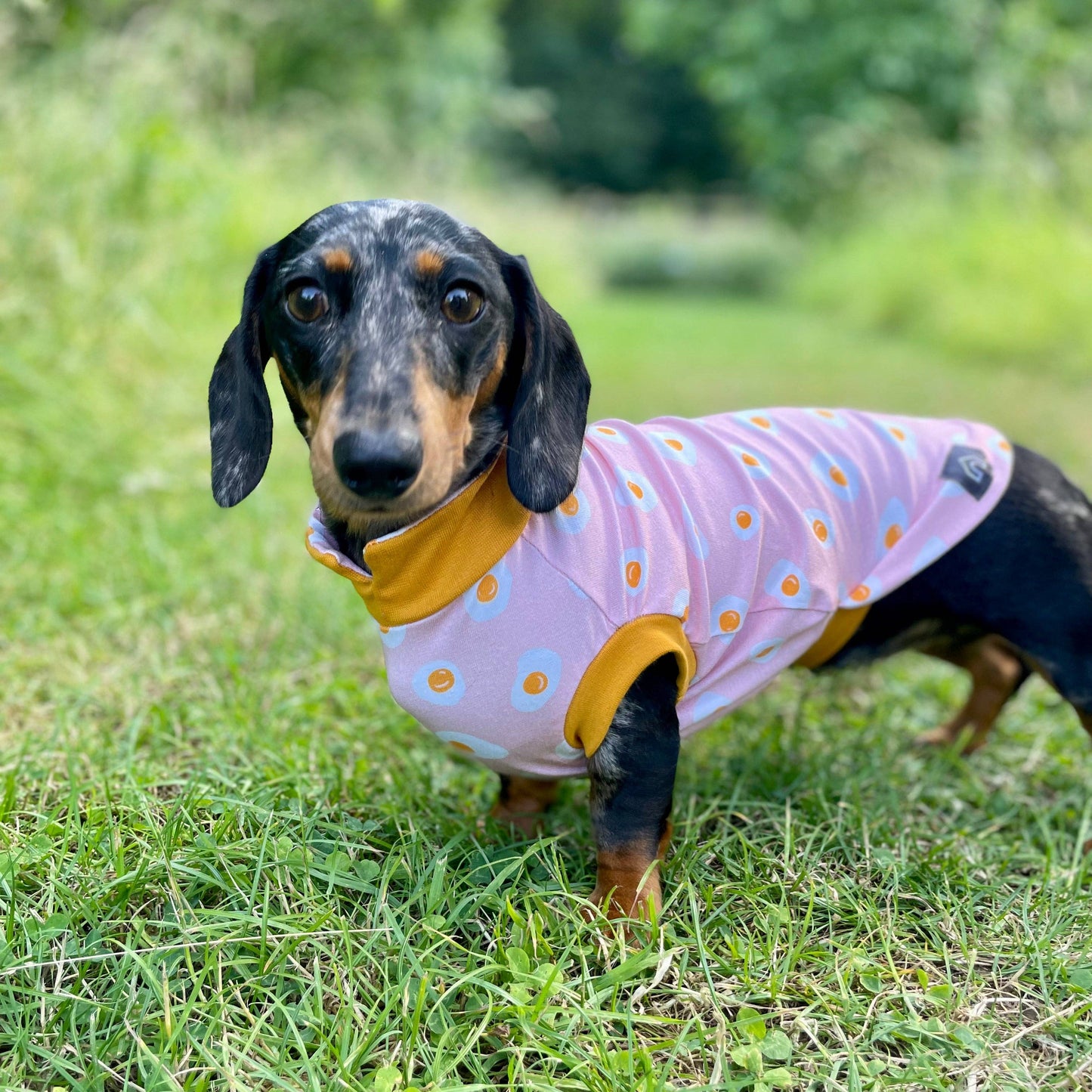 Summer T-Shirts for Dachshunds: Navy Stripes with Yellow / Small