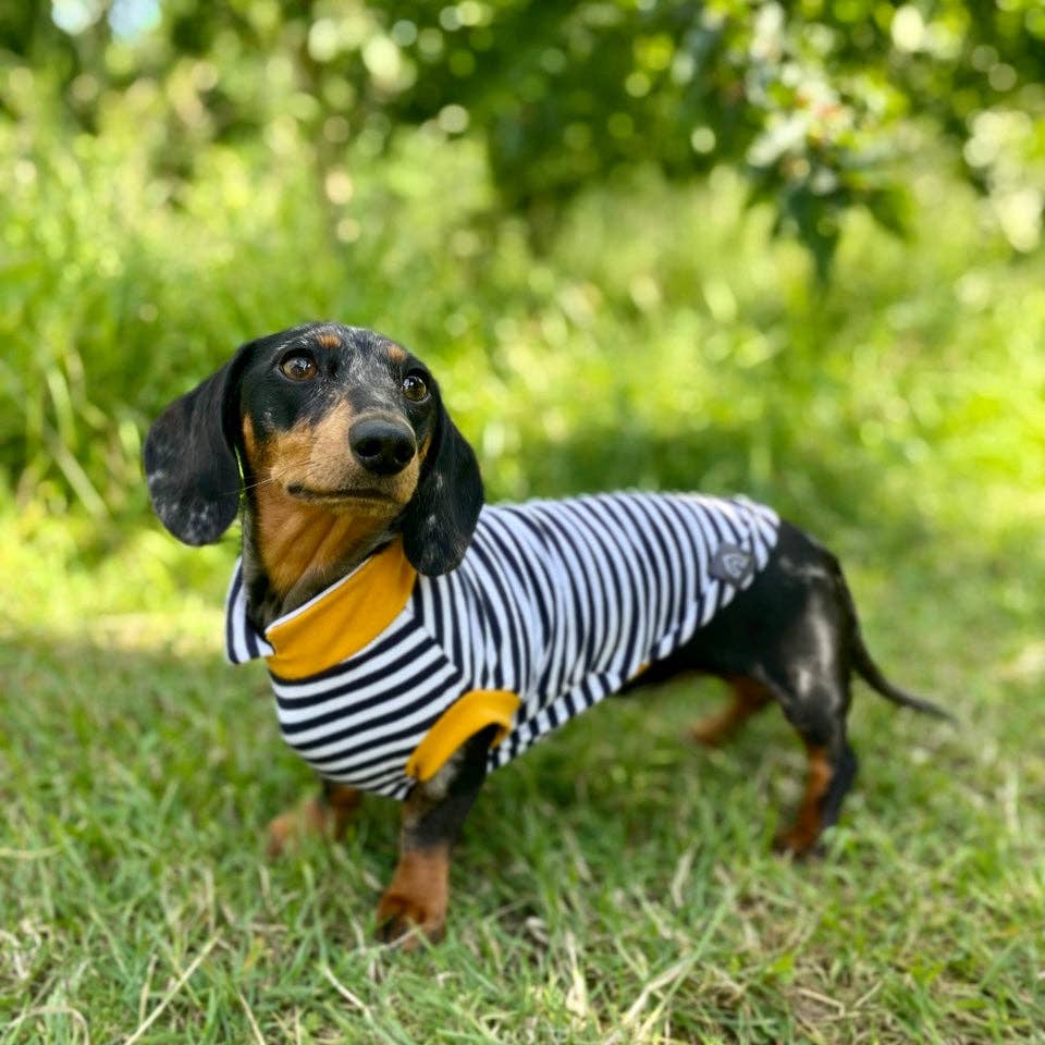 Summer T-Shirts for Dachshunds: Navy Stripes with Yellow / Small