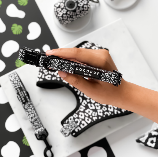 Black Leopard Collar: Medium